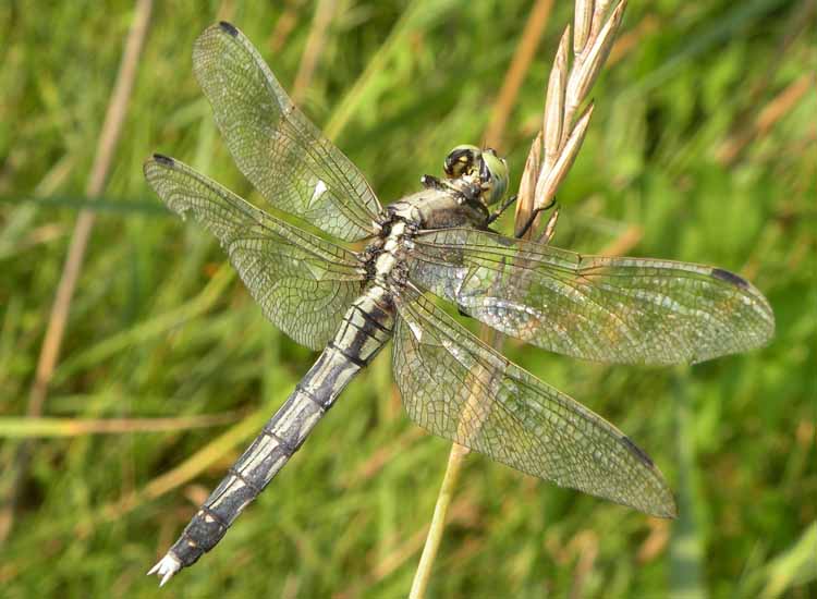 Orthetrum albistylum? - S, femmina